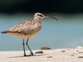 Wildlife photo of a Whimbrel Numenius phaeopus Royalty Free Stock Photo