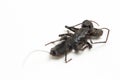 Close up of whip scorpion or vinegarroon Mastigoproctus giganteus on white background