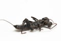 Close up of whip scorpion or vinegarroon Mastigoproctus giganteus on white background