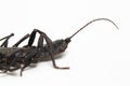 Close up of whip scorpion or vinegarroon Mastigoproctus giganteus on white background