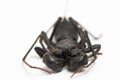 Close up of whip scorpion or vinegarroon Mastigoproctus giganteus on white background