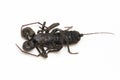 Close up of whip scorpion or vinegarroon Mastigoproctus giganteus on white background