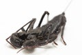 Close up of whip scorpion or vinegarroon Mastigoproctus giganteus on white background