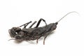 Close up of whip scorpion or vinegarroon Mastigoproctus giganteus on white background