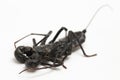 Close up of whip scorpion or vinegarroon Mastigoproctus giganteus on white background