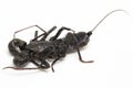 Close up of whip scorpion or vinegarroon Mastigoproctus giganteus on white background