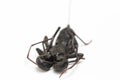 Close up of whip scorpion or vinegarroon Mastigoproctus giganteus on white background