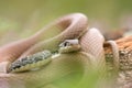 Close up of a Whip snake