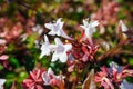 Close up white Abelia flowers in the garden, background