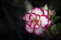 Close-up of white Adenium flower with pink edge blooming in the garden on a dark background. Royalty Free Stock Photo