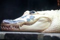 Close up of a white albino alligator with black marks on its face