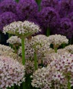 A close up of white allium flowers with purple alliums in the background