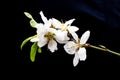 Close up white almond flowers