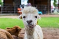 Close up of white alpaca Royalty Free Stock Photo