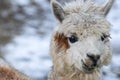 Close Up Of White Alpaca Looking Straight Ahead. Beautiful Llama Farm Animal At Petting Zoo