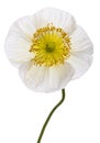 Close-up of White Alpine poppy, Papaver alpinum, in front of white