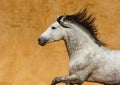 Close-up of a white Andalusian Spanish Pura Raza Espanola horse running against a yellow background Royalty Free Stock Photo