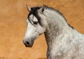 Close-up of a white Andalusian Spanish Pura Raza Espanola horse running against a yellow background Royalty Free Stock Photo