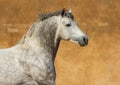 Close-up of a white Andalusian Spanish Pura Raza Espanola horse running against a yellow background Royalty Free Stock Photo