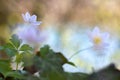 Close up on white anemone or windflower Royalty Free Stock Photo