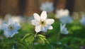 Close up on white anemone or windflower by springtime Royalty Free Stock Photo