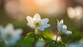 Close up on white anemone or windflower by springtime Royalty Free Stock Photo