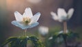 Close up on white anemone or windflower by springtime Royalty Free Stock Photo