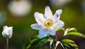 Close up on white anemone or windflower by springtime Royalty Free Stock Photo