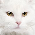 Close-up on a white angora cat (5 years)