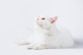 Close-up on a white angora cat in front of a white background Royalty Free Stock Photo