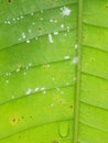 Close-up white aphids on leaves, White aphids are eating leaves of plants. Royalty Free Stock Photo