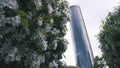 Close-up of white apple blossoms and green leaves on the apple tree against the modern glass building and grey sky Royalty Free Stock Photo