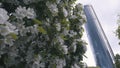 Close-up of white apple blossoms and green leaves on the apple tree against the modern glass building and grey sky Royalty Free Stock Photo