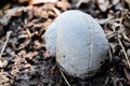 Close up of White Apple Snail Shell on the Ground