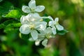 Close-up of white apple tree flowers on blurred green garden background. Bright sunny spring theme Royalty Free Stock Photo