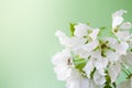 Close-up white apple tree flowers on light pastel green background. Shot with soft focus. Royalty Free Stock Photo