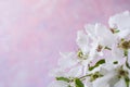 Close-up white apple tree flowers on pale pink background. Royalty Free Stock Photo
