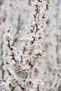 Close up white apricot cherry blossom