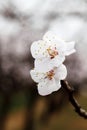 Close-up of the white apricot flowers blooming on the branches.