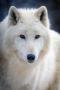 Close up white arctic wolf looking on camera Royalty Free Stock Photo