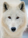 Close up white arctic wolf looking on camera Royalty Free Stock Photo