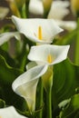 Close up of white arum lily flower Royalty Free Stock Photo