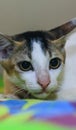 Close-up of white Asian cat with yellow eyes with background. Royalty Free Stock Photo