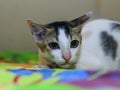 Close-up of white Asian cat with yellow eyes with background. Royalty Free Stock Photo