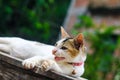 Close-up of white Asian cat with yellow eyes with background. Royalty Free Stock Photo