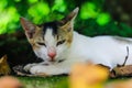 Close-up of white Asian cat with yellow eyes with green background. Royalty Free Stock Photo