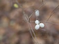 close up white autumn berries Symphoricarpos albus common snowberry on twing with brown soft background Royalty Free Stock Photo