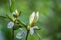 Closeup of White Azalea Buds