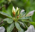 Closeup of White Azalea Buds