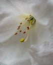 Macro photo of white azalea flower in bloom, photographed at RHS Wisley, Surrey, UK